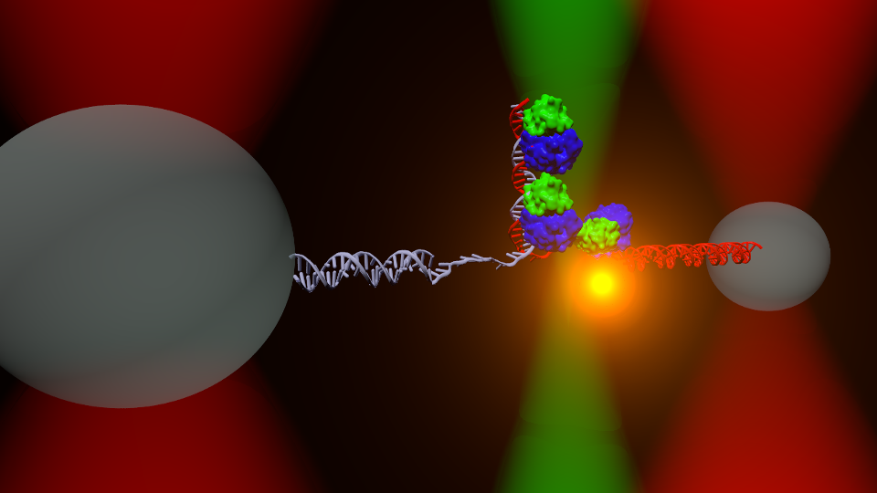Ded1p fleezers assay 3D cartoon